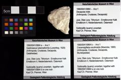 Foto (Objket + Etiketten) von Cracensigillatus acutirostris (Moericke, 1889) 